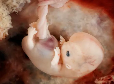 EU rules will ‘bring death’ to unborn