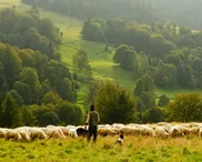 Rooted shepherds: A vision for healthy pastoral ministry