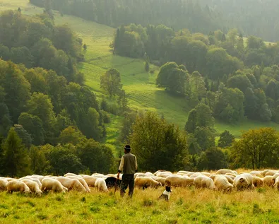 Rooted shepherds: A vision for healthy pastoral ministry