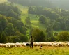 Rooted shepherds: A vision for healthy pastoral ministry