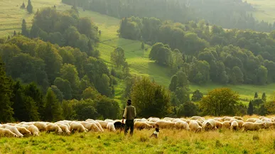 Rooted shepherds: A vision for healthy pastoral ministry