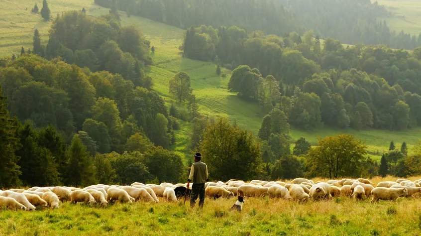 Rooted shepherds: A vision for healthy pastoral ministry