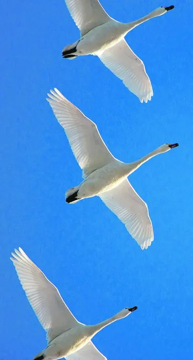 From bird migration to Biblical mission