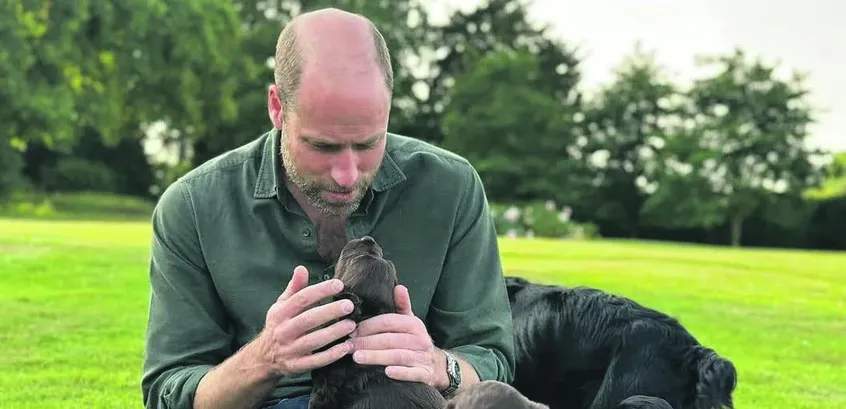 Have we got dogs and human beings mixed up?