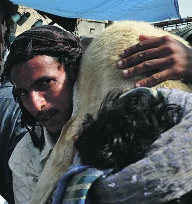 Lead on Good Shepherd
