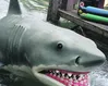 Autonomy: The rubber shark of our age?