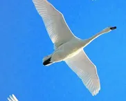 From bird migration to Biblical mission