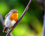 The Budget, inheritance tax – and death