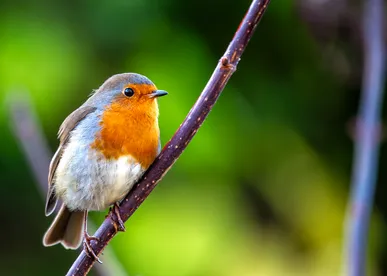 The Budget, inheritance tax – and death