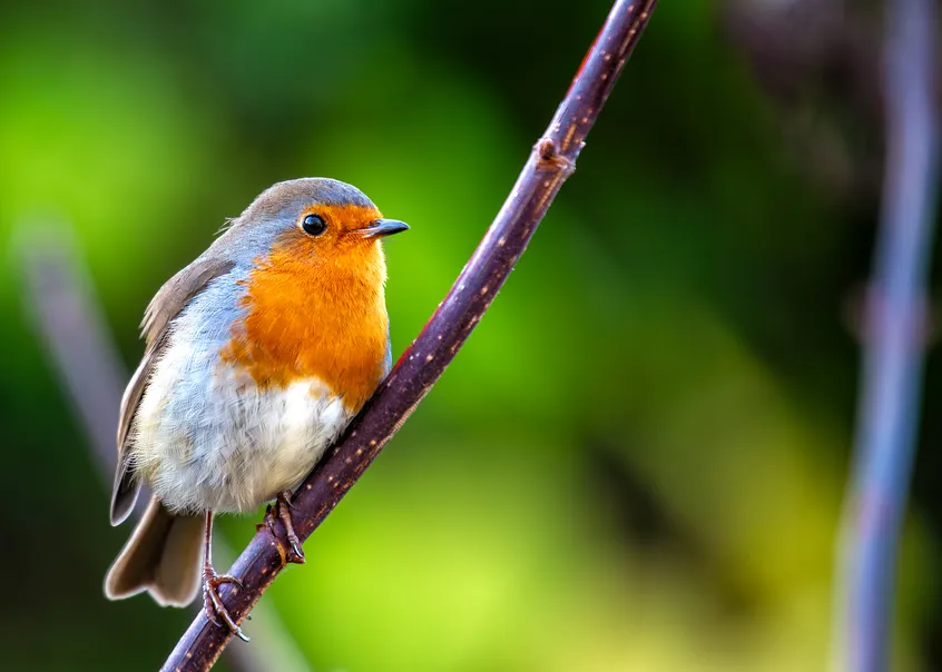 The Budget, inheritance tax – and death