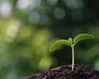 Wise church planting needed in Ukraine
