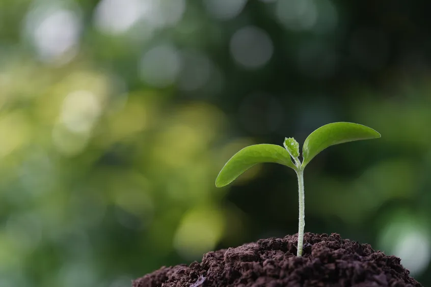 Wise church planting needed in Ukraine