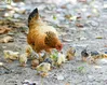 The hen and her chicks: an image of God's tender love
