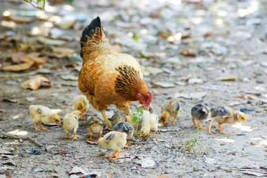 The hen and her chicks: an image of God's tender love