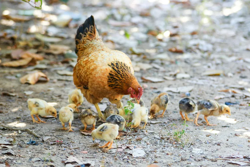 The hen and her chicks: an image of God's tender love