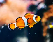 Losing Nemo