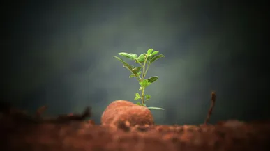 Child euthanised in Netherlands